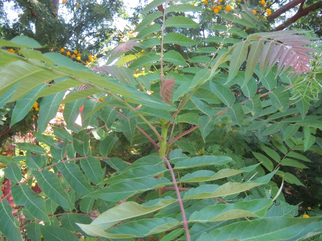 Ailanthus altissima